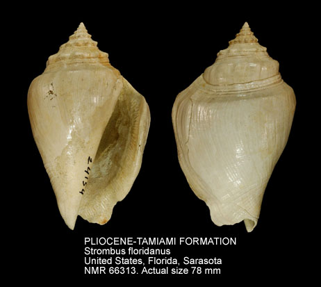 PLIOCENE-TAMIAMI FORMATION Strombus floridanus.jpg - PLIOCENE-TAMIAMI FORMATIONStrombus floridanusMansfield,1930